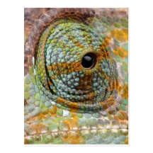 Chameleon Eye Mod Stylish Animal Post Card