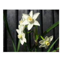 Charleston, Sc-Blume Postkarten