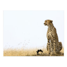 Cheetah Postkarte