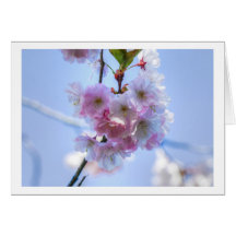 cherry blossom greeting card grußkarte