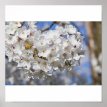 cherry blossom Poster