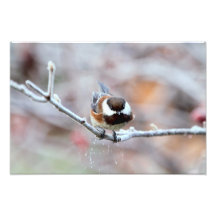 Chickadee auf einem eisigen Baumast Photographien
