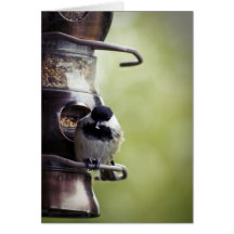 Chickadee-Gruß-Karte