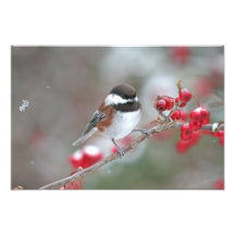 Chickadee in fallendem Schnee mit roten Beeren Photo Drucke