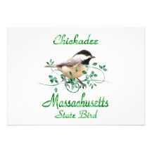 Chickadee-Massachusetts-Staats-Vogel Individuelle Ankündigungen