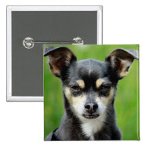 Chihuahua! Anstecknadelbuttons