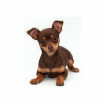Chihuahua-Foto-Skulptur Foto Figur