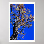 Chinaberry-Baum gegen azurblauen Himmel Plakatdrucke