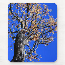 Chinaberry-Baum Mousepad