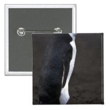 Chinstrap Pinguin Anstecknadel