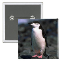 Chinstrap Pinguin Anstecknadelbutton