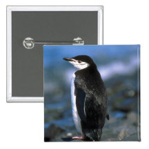 Chinstrap Pinguin Anstecknadelbutton