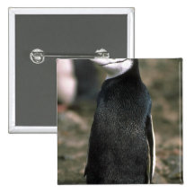 Chinstrap Pinguin Anstecknadelbuttons