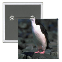 Chinstrap Pinguin Anstecknadelbuttons