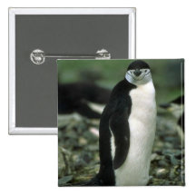 Chinstrap Pinguin Button