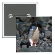 Chinstrap Pinguin Buttons