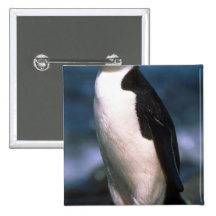 Chinstrap Pinguin Buttons