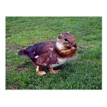 Chipduck Postkarte