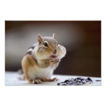 Chipmunk mit Backen-vollem Foto
