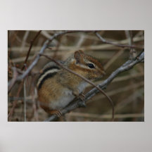 Chipmunk-Plakat