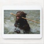 Chocloate Labrador Mousepads