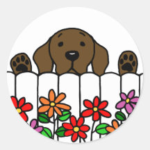 Chocolate Labrador watching you Round Sticker