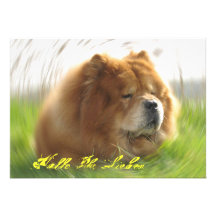 Chow Chow Ankündigung