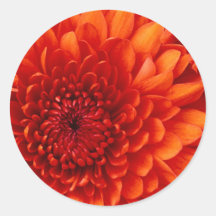 Chrysantheme Stickers