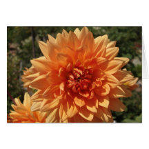 Chrysanthemen Karten