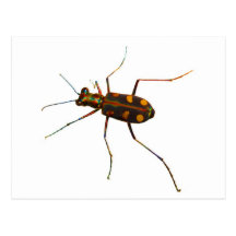 Cicindela Käfer Postkarten