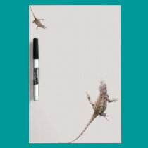 Clinging Eastern Fence Lizards memoboards