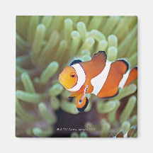 Clown anemonefish 4 kühlschrankmagnete