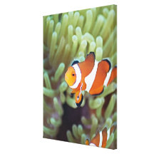 Clown anemonefish 4 leinwanddrucke