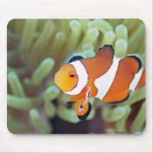 Clown anemonefish 4 mauspads