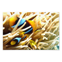Clown-Fische Foto