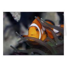 Clown-Fische in der Anemone Grußkarten