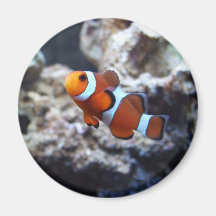 Clownfish Fotografie-Magnet Kühlschrankmagnet