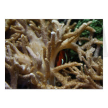 Clownfish Karten