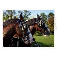 Clydesdale Pferde Karten