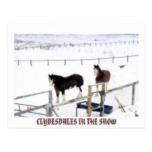 CLYDESDALES IM SCHNEE POSTKARTE