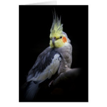 Cockatiel-Karte