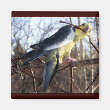 Cockatiel-Magneten #1