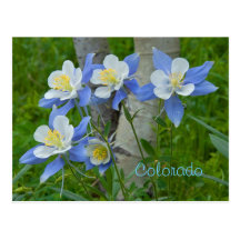 Colorado columbine postkarten