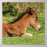 Colt, der im Gras-Druck stillsteht Poster