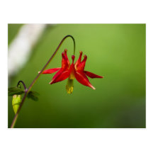 Columbine 01 postkarte