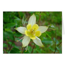 Columbine-Blume im Gelb Karten