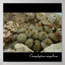 Conophytum angelicae plakatdruck