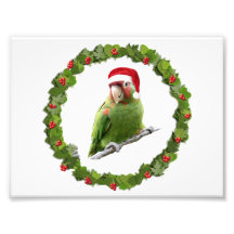 Conure WeihnachtsKranz @ Fotodruck