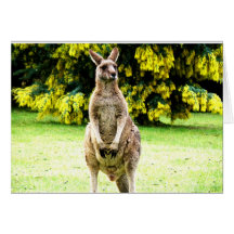 cootamundra kanga grußkarten