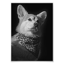 Corgi-Bandanna Fotodrucke